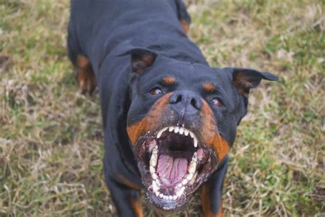 Can Rottweilers Turn Aggressive