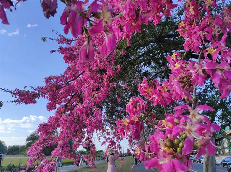 Can Silk Trees Be Outside