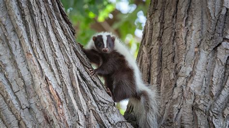 can skunks climb trees
