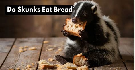 Can Skunks Eat Bread