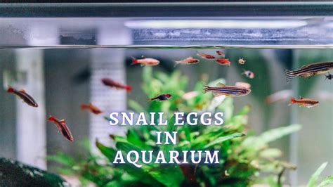 Can Snail Eggs Kill Fish