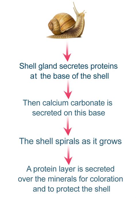 Can Snails Grow Another Shell