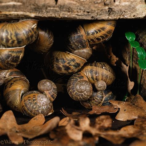 Can Snails Hibernate