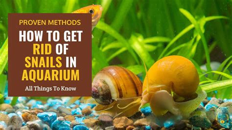 Can Snails Kill Your Fish