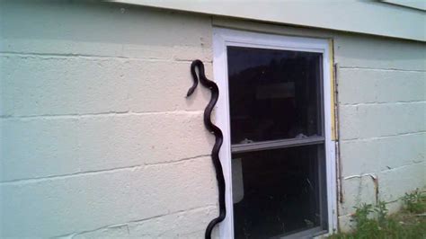 Can Snakes Climb Windows
