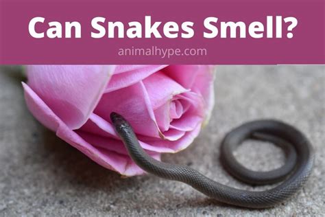 can snakes smell other snakes