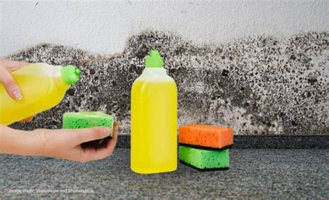 Can Soap Kill Mold