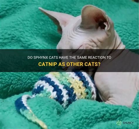 Can Sphynx Cats Have Catnip