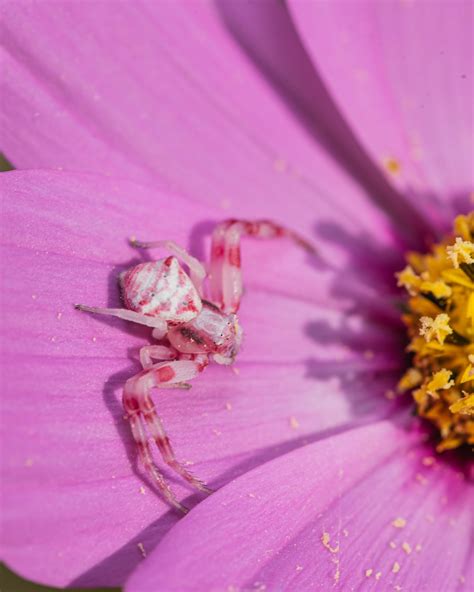 can spiders be pink