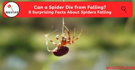 Can Spiders Die From Falling Leaks Videos & Photos #fb0
