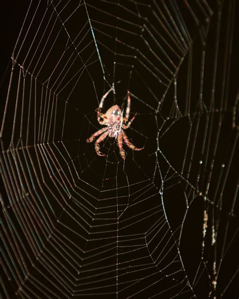 Can Spiders Take Fall Damage VIP Leaked Content #668