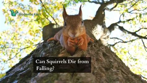 Can Squirrels Die From Fall Damage