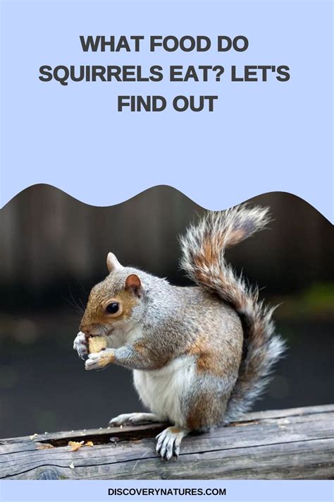 Can Squirrels Eat Plastic