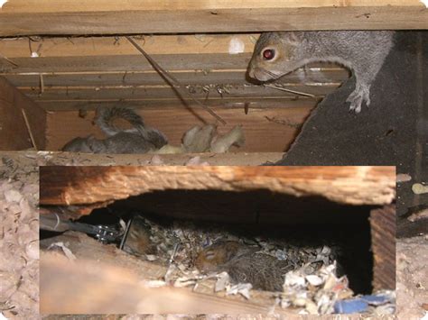 Can Squirrels Get In The Attic
