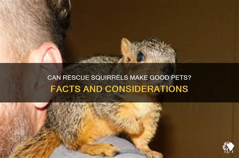 can squirrels make good pets