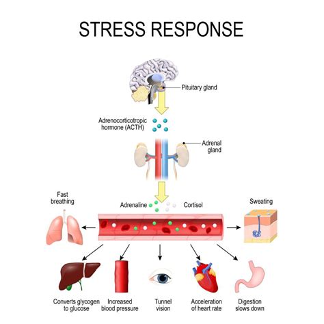 can stress affect brain function