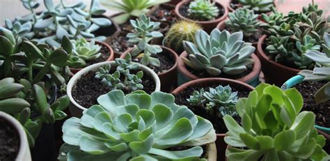 Can Succulents Survive In Artificial Light