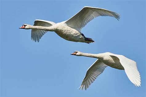 Discover 8 Insights can swans fly Avian Flight Secrets