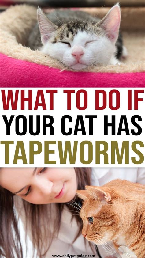 Can Tapeworms Cause Cats To Lose Hair 