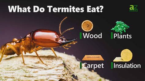 Can Termites Eat Plastic