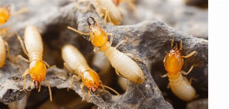 can termites harm humans