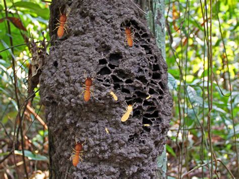 Can Termites Live In Trees