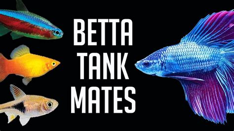 can tetra fish live with betta fish