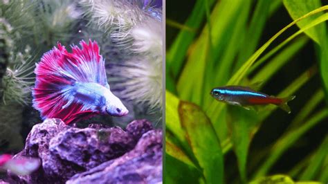 can tetras live with bettas