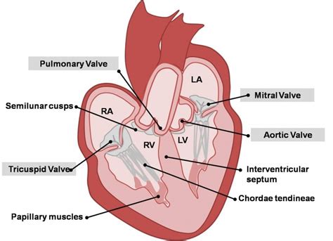 Can The Heart Function With Leaky Valves Quizlet
