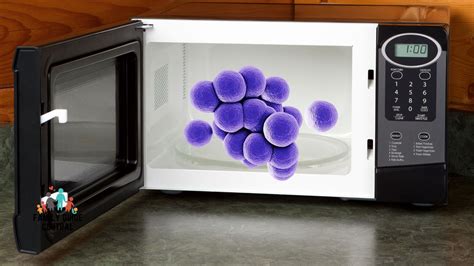 Can The Microwave Kill Bacteria