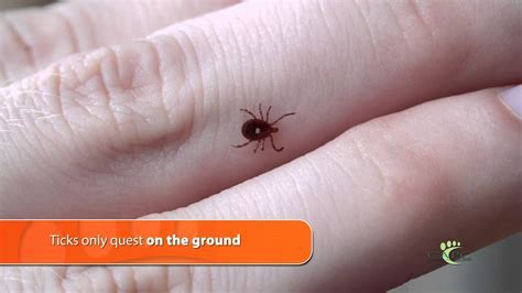 Can Ticks Drop From Trees