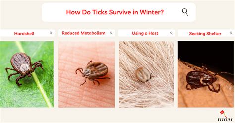 Can Ticks Live In Cold