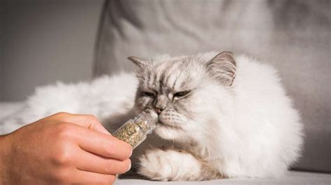 Can Too Much Catnip Harm A Cat