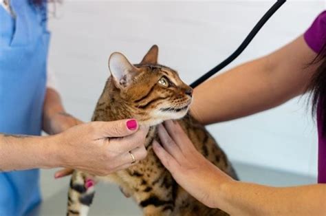 can trazodone kill a cat