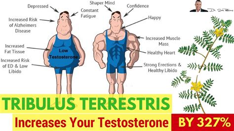 Can Tribulus Increase Testosterone