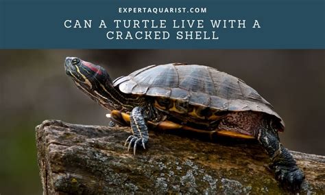 can turtles live with a cracked shell