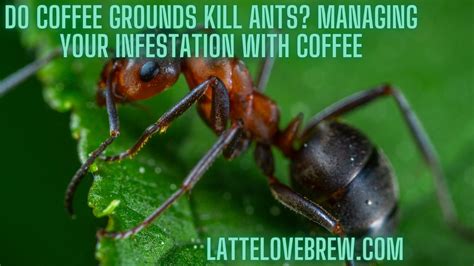 Can Used Coffee Grounds Kill Ants
