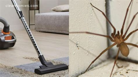 Can Vacuum Kill Spider