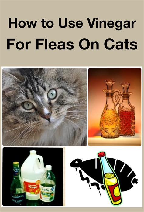 Can Vinegar Kill Cat Fleas