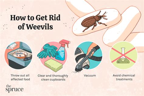 Can Weevils Get Into Tupperware