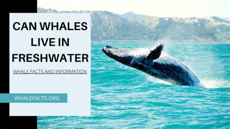 can whales live in fresh water