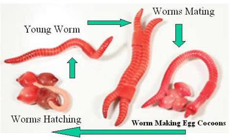 Can Worms Move Like Snakes