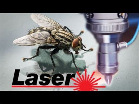 Can You Blind A Fly With A Laser Pointer