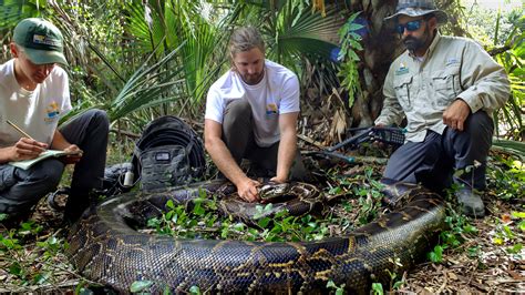 can you catch pythons in the everglades