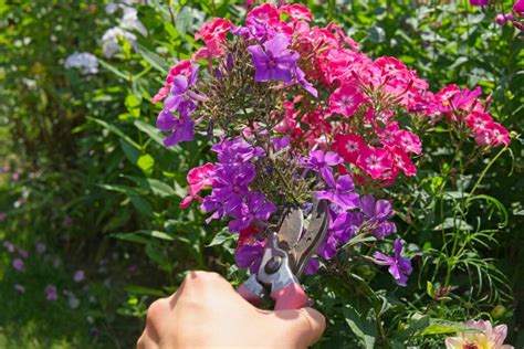 When to cut back phlox each year to have healthy plants