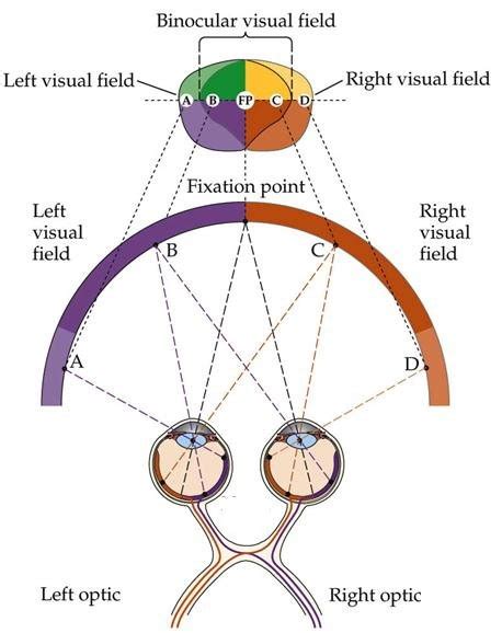 Can You Develop Binocular Vision