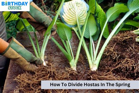 Gardening DIY, How to Divide Hostas in 2020 Hostas, Diy garden