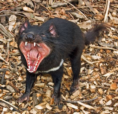 can you domesticate a tasmanian devil