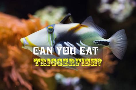 can you eat a triggerfish