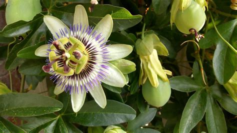 can you eat passion flower